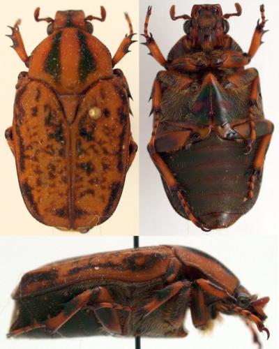 Pseudinca rufulus
