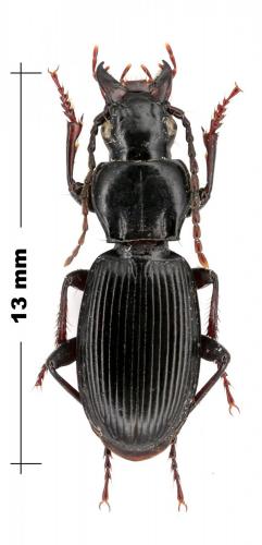 Réf. 97 795 : Pterostichus paulinoi vanvolxemi