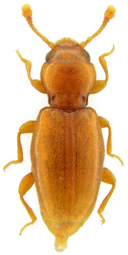 Réf. 97 483 : Holoparamecus caularum