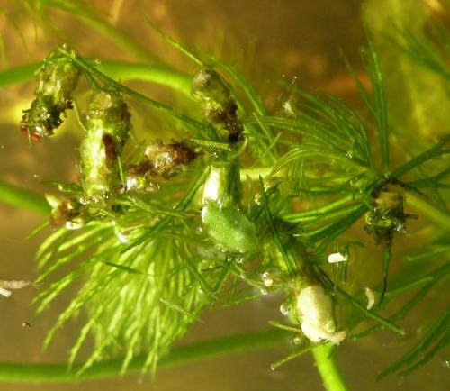 Réf. 97 485 : Cataclysta lemnata