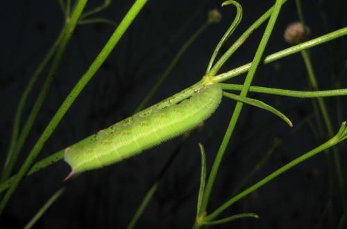 Hemaris tityus