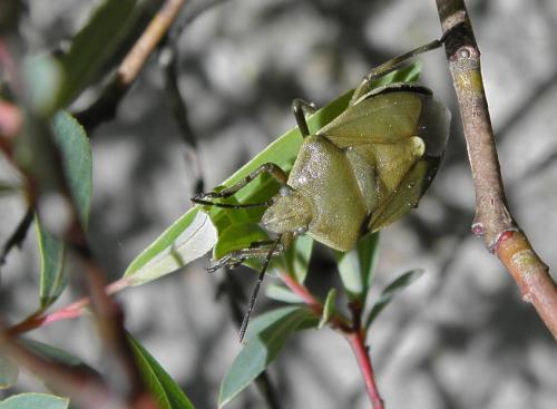 Chlorochroa pinicola