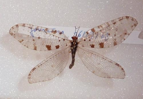 Osmylus fulvicephalus