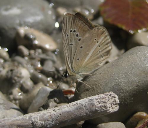 Polyommatus ripartii