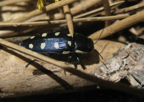 Réf. 97 254 : Buprestis octoguttata