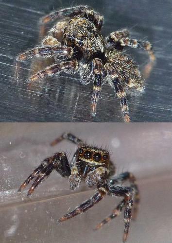 Pseudeuophrys erratica