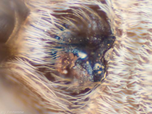 Menemerus semilimbatus