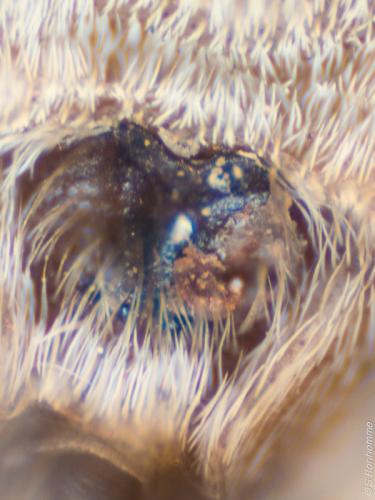Menemerus semilimbatus