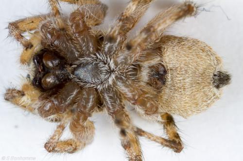 Menemerus semilimbatus