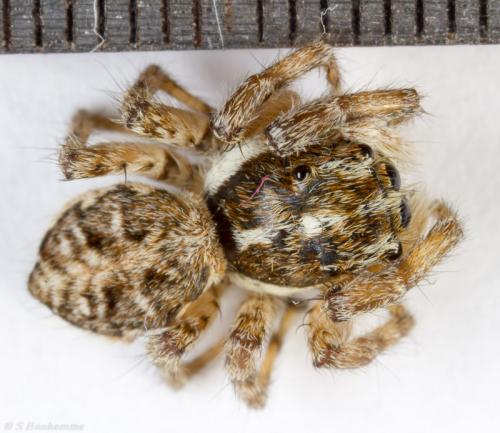 Menemerus semilimbatus