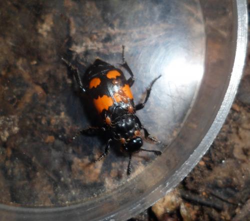 Nicrophorus vespilloides