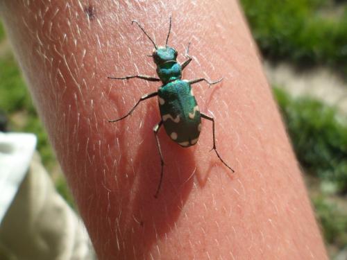 Réf. 97 660 : Cicindela gallica