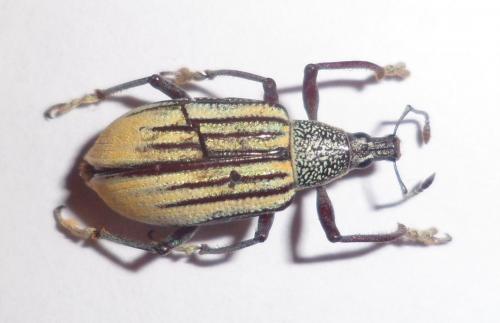 Réf. 97 065 : Diaprepes abbreviatus