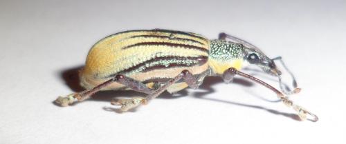 Réf. 97 066 : Diaprepes abbreviatus