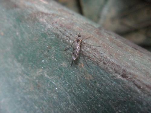 Sylvicola sp.
