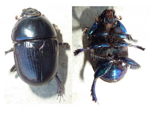 Réf. 97 830 : Geotrupes spiniger