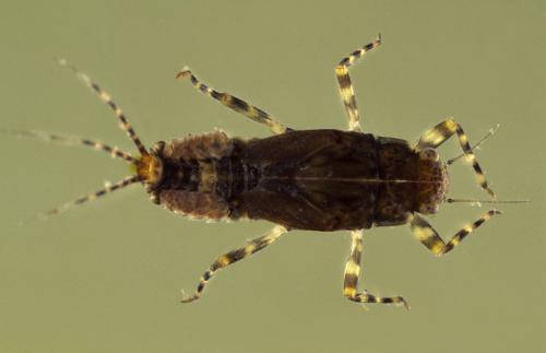 Serratella ignita