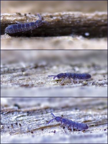 Réf. 97 788 : Vertagopus arboreus