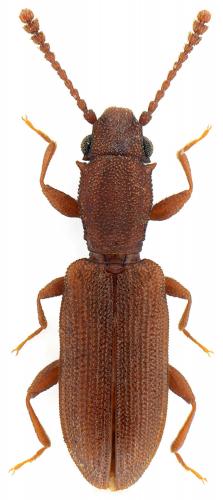 Silvanus bidentatus