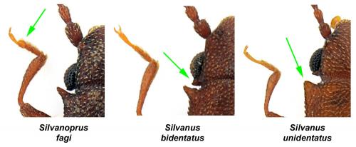 Réf. 97 042 : Silvanoprus divers