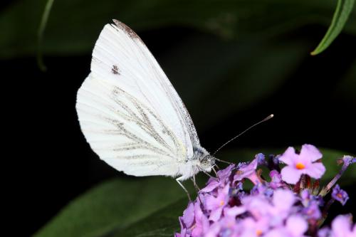 Pieris napi