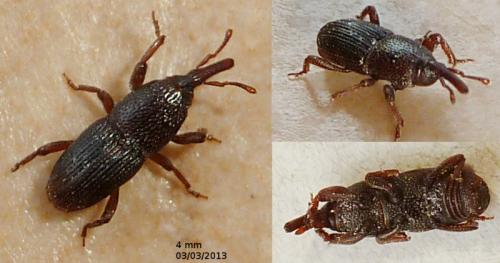 Sitophilus granarius