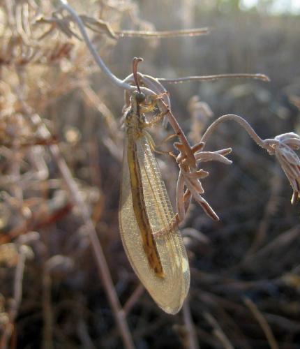 Réf. 97 074 : Myrmecaelurus trigrammus