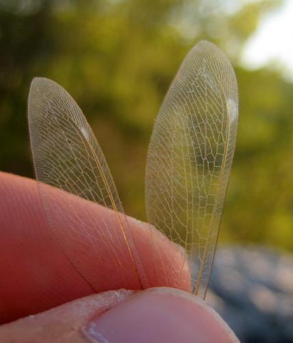 Réf. 97 075 : Myrmecaelurus trigrammus