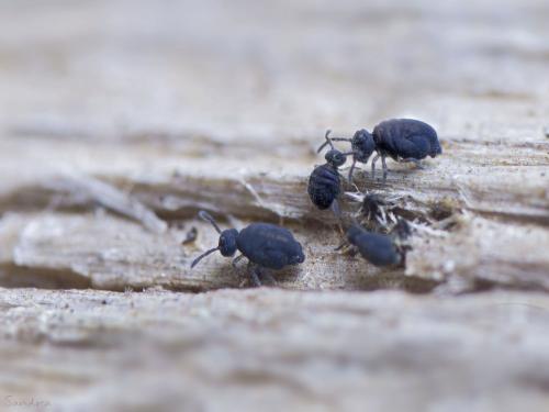 Réf. 97 661 : Sminthurinus niger