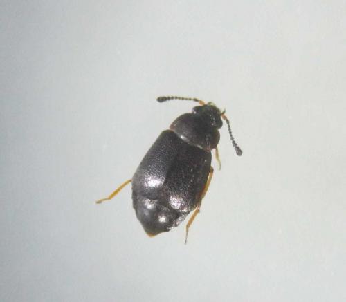 Proteinus sp.