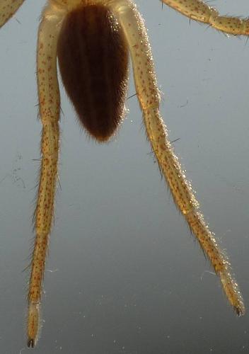 Micrommata sp.