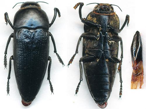 Sphenoptera tragacanthae