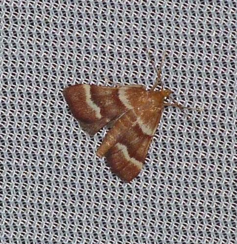 Stemmatophora combustalis