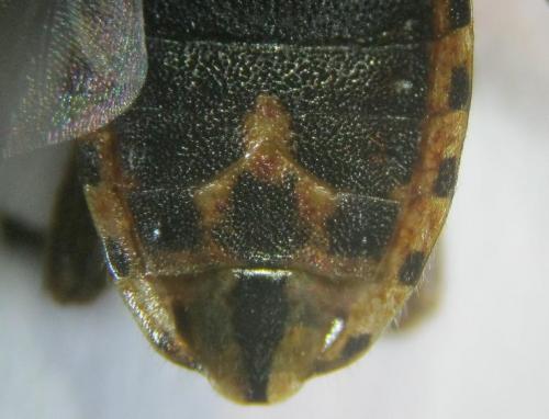 Réf. 97 717 : Stictopleurus abutilon