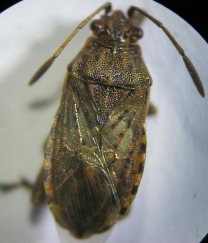 Réf. 97 406 : Stictopleurus abutilon