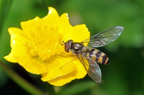 Meliscaeva auricollis