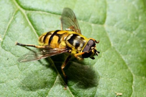Réf. 97 369 : Myathropa florea