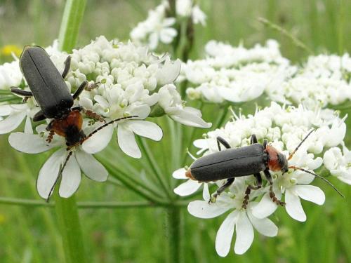 Cantharis fusca