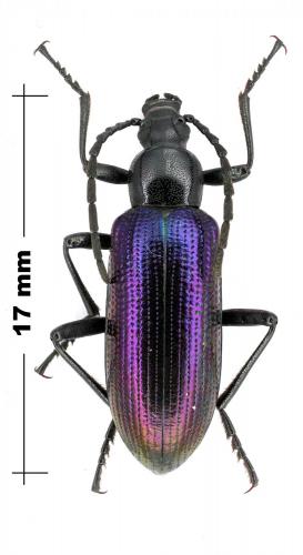 Praeugena cylindrica