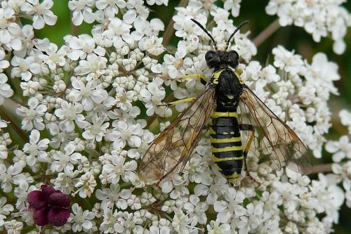 Tenthredo sp.