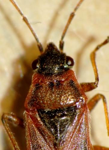 Arocatus sp.