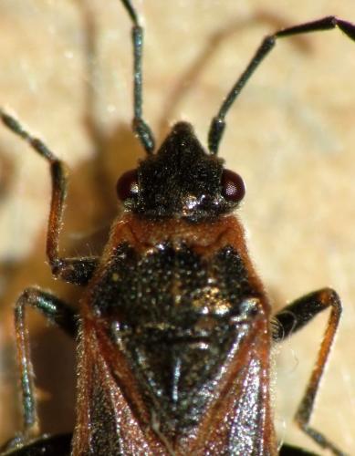 Arocatus sp.