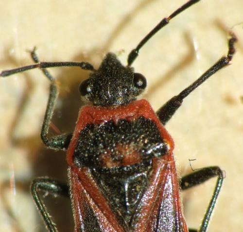 Réf. 97 933 : Arocatus sp.