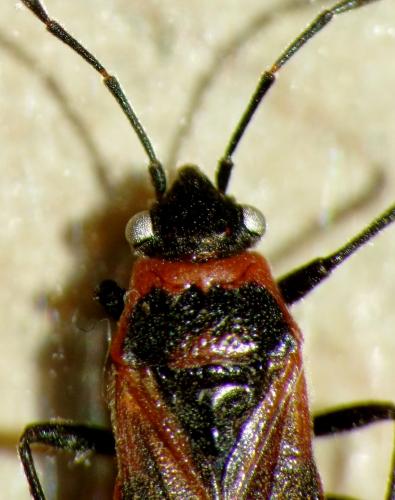 Arocatus sp.