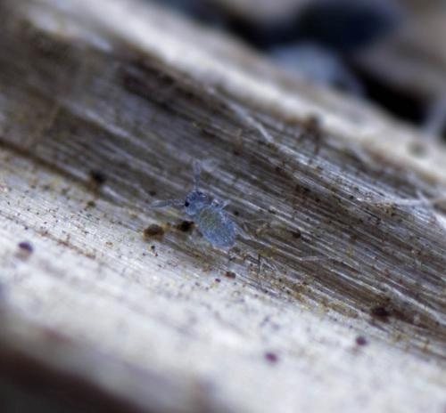 Sminthurinus niger