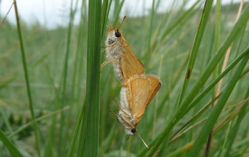 Thymelicus sp.