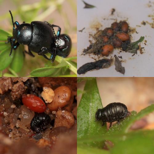 Timarcha goettingensis