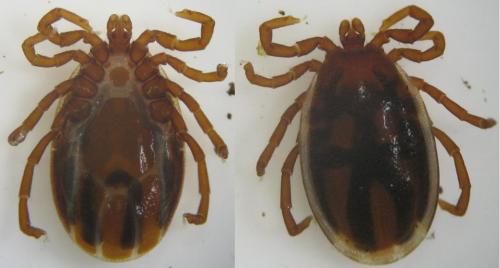 Pholeoixodes hexagonus