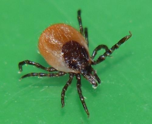 Réf. 97 114 : Ixodes acuminatus