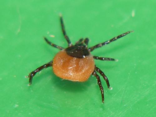 Réf. 97 113 : Ixodes acuminatus